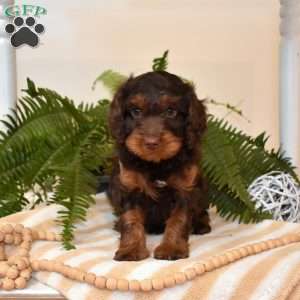 Chance, Cavapoo Puppy